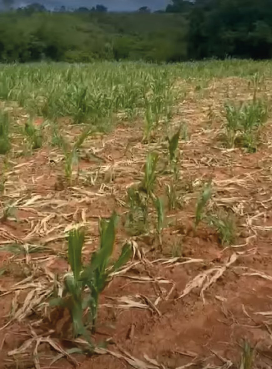 JAVALIS AVANÇAM SOBRE ROÇAS E PRODUTORES NÃO SABEM O QUE FAZER EM PATOS DE MINAS